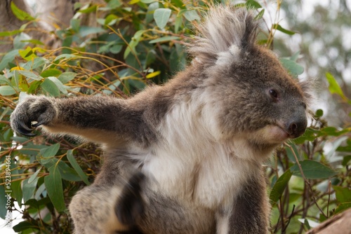 Canvas Print Closeup of a koala bear on a tree.