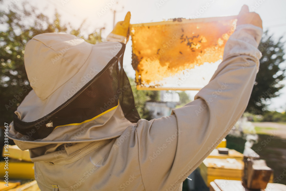 Naklejka premium The beekeeper holds a honey cell with bees in his hands. Apiculture. Apiary. Working bees on honey comb. Honeycomb with honey and bees close-up.
