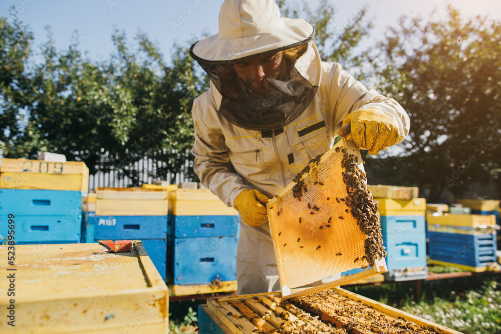 Portrait of a happy male beekeeper working in an apiary near beehives with bees. Collect honey. Beekeeper on apiary. Beekeeping concept. Portrait of a happy male beekeeper working in an apiary near beehives with bees. Collect honey. Beekeeper on apiary. Beekeeping concept.