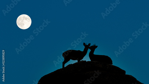 Two springboks kissing in the moonlight on a rock photo