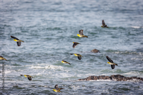 群れで飛来して海水を飲むアオバト（神奈川県大磯町照ヶ崎海岸） photo