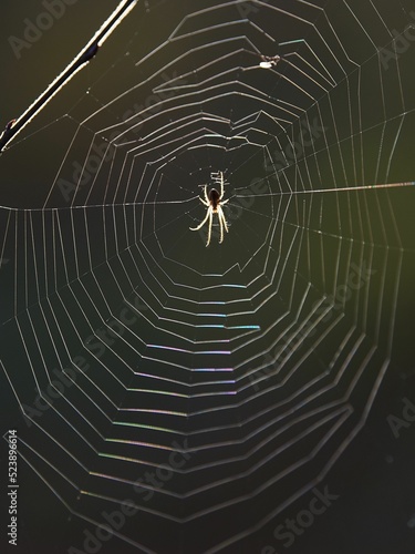Spider in a web, Garden spider, spiderweb, nature, bug, photo