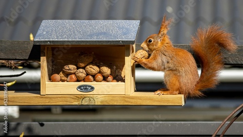 Egon the Squirl grapping nuts photo