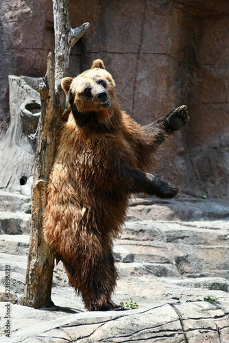 Vertical view of a Grizzly bear rubbing back on the tree on a sunny day photo