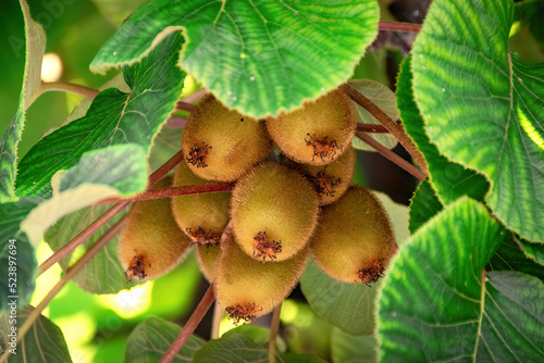 Fresh kiwi fruit known also as Chinese gooseberry on tree growing photo