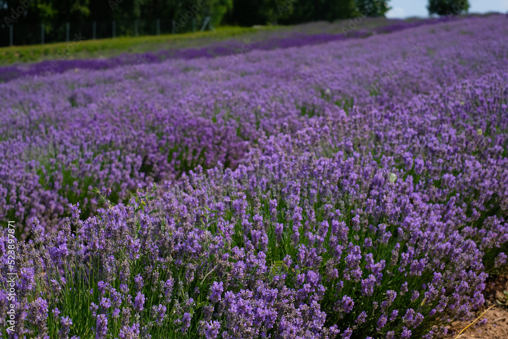 Beautiful landscape of lavender field. Lavender field in sunny day. Blooming lavender fields. Trees and sky in background. Excellent image for banners and advertisements. Beautiful landscape of lavender field. Lavender field in sunny day. Blooming lavender fields. Trees and sky in background. Excellent image for banners and advertisements.