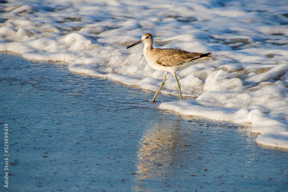 Obraz premium sandpiper in surf