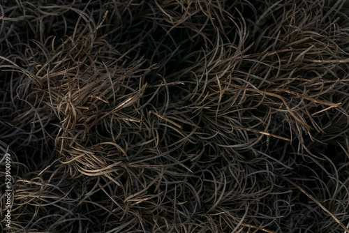Burnt grass patterned abstract grey background