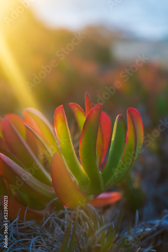 Colorful succulent Carpobrotus chilensis in the rays of the setting sun