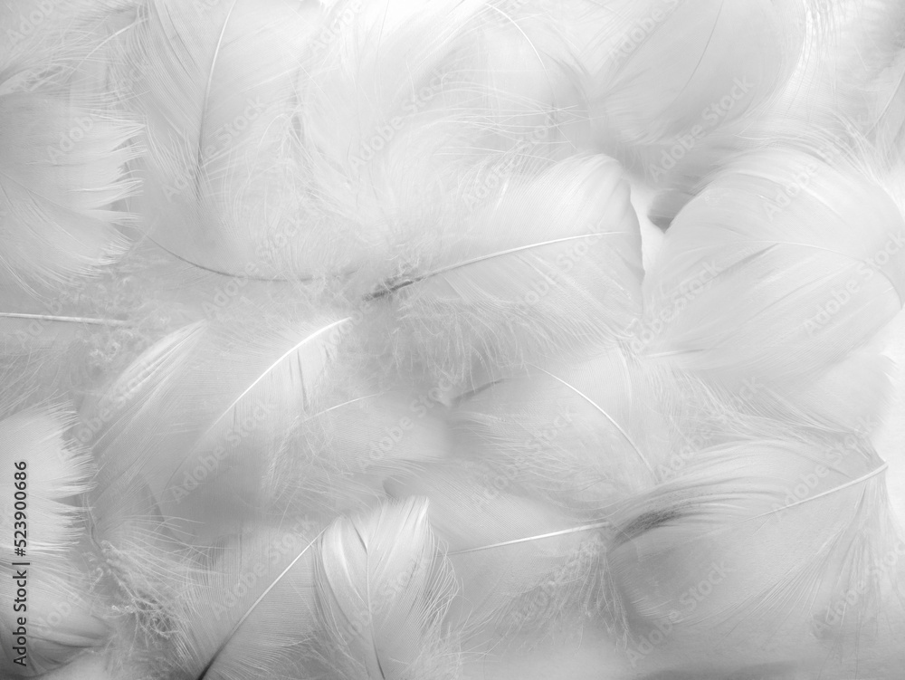Obraz premium White fluffy bird feathers. Beautiful fog. A message to the angel. The texture of delicate feathers. soft focus
