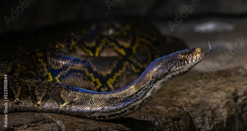 Closeup of Reticulated python slithering on the ground