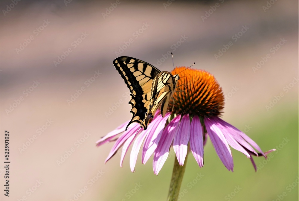 Obraz premium Beautiful butterfly and pink echinacea flower