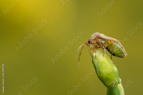 Closeup of a Closterotomus norwegicus perched on a plant photo