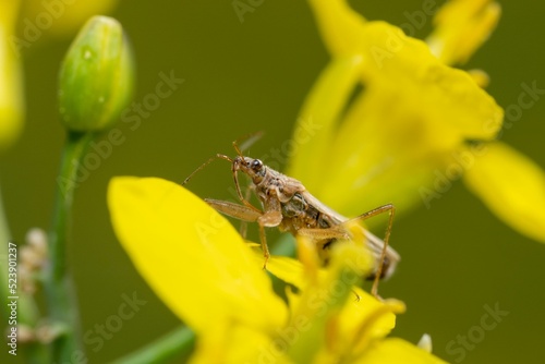 Closeup of a Stenodema perched on a plant photo