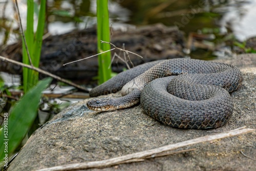 Copperbelly water snake (Nerodia erythrogaster neglecta) resting on a rock photo