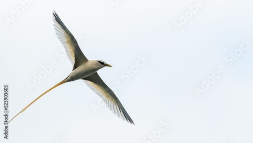 white-tailed tropicbird, bird flying photo