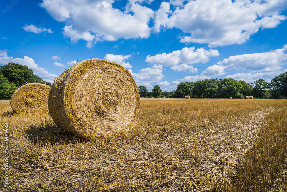 straw bales on a harvested field