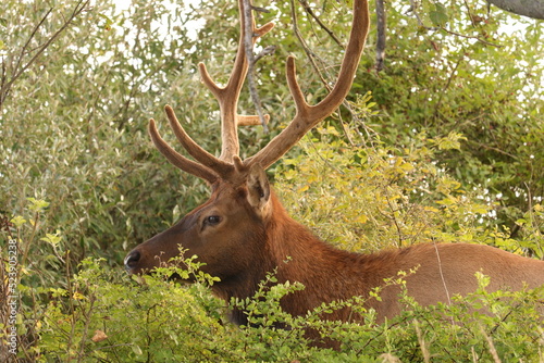 Majestic Bull Male Elk with Antlers in the Morning Light