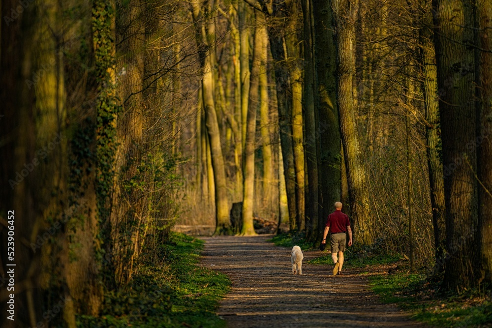 Back view of a man walking with his dog in a tranquil forest Stock ...