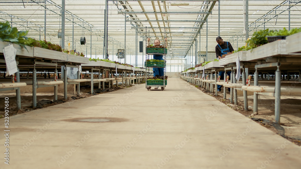 Caucasian man pushing rack of crates with different types of organic green lettuce saying hello to african american woman coworker. Greenhouse worker preparing for greens delivery to local business. Caucasian man pushing rack of crates with different types of organic green lettuce saying hello to african american woman coworker. Greenhouse worker preparing for greens delivery to local business.