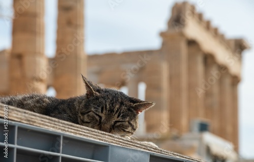 Shallow focus shot of a sleeping cat with the Acropolis of Athens in the background, Greece photo