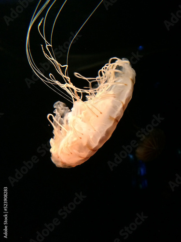 Beautiful jellyfish in dark water. neon and fluorescent medusa. bright jellyfish isolated on black background. 