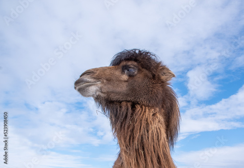 Head of camel on blue sky background. portrait of friendly cute camel or dromedary. exotic animal wallpaper.