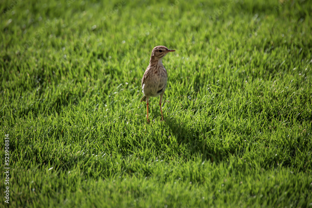 Portrait eines Kanarenpieper, Anthus berthelotii, ein Singvogel der Stelzen und Pieper.
