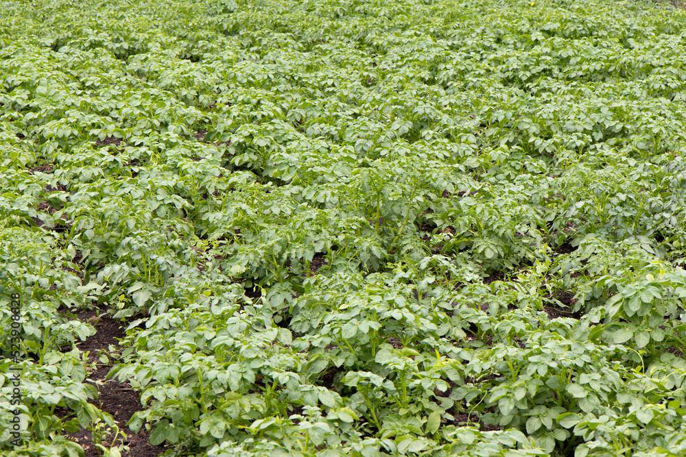 Young potato plants with fresh green leaves in a row Young potato plants with fresh green leaves in a row