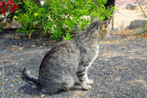 Portrait einer frei herum laufende Dorfkatze. photo