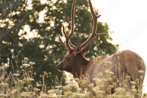 Majestic Bull Male Elk with Antlers in the Morning Light