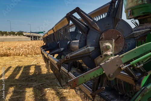 Ready to harvest sorghum