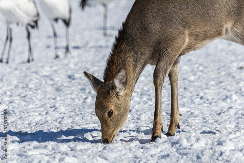 Closeup of a cute little Yezo sika deer picking at the snowy ground in an icy wilderness photo