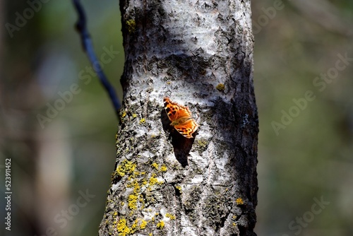 Closeup of butterfly perching on tree trunk with lichens photo