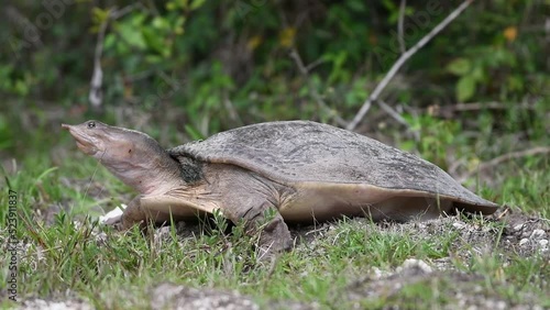 Closeup of the Chinese softshell turtle standing on the grass photo