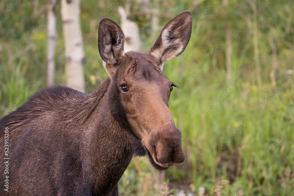 shiras cow moose in the mountains