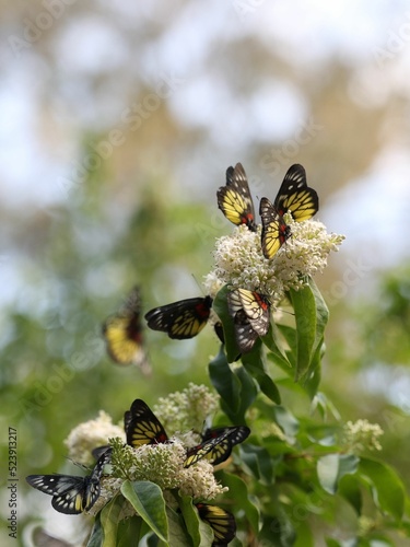 Vertical closeup of Delias pasithoe, the redbase Jezebel butterflies on flowers. photo