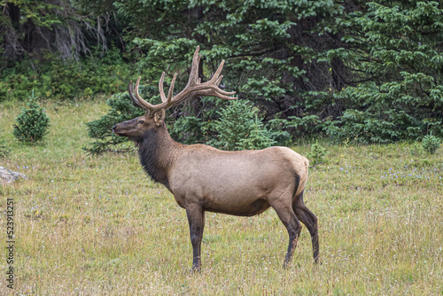 bull elk in the mountains