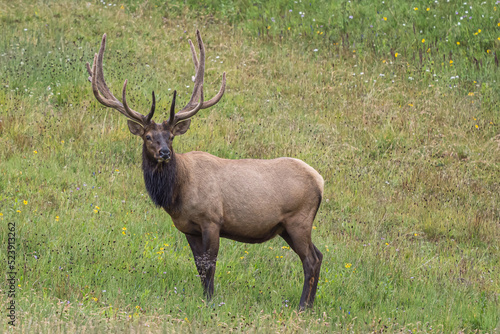 Fototapeta Naklejka Na Ścianę i Meble -  rocky mountain bull elk