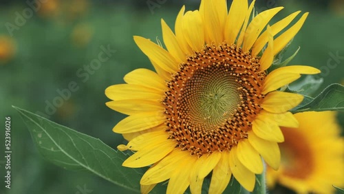 ひまわり、夏、7月、8月、向日葵、花、夕方、午後、太陽、ヒマワリ、ひまわり畑、ヒマワリ畑、向日葵畑、黄色、植物、咲く、夕日、日本、九州、大分県、長崎鼻、アップ、クローズアップ