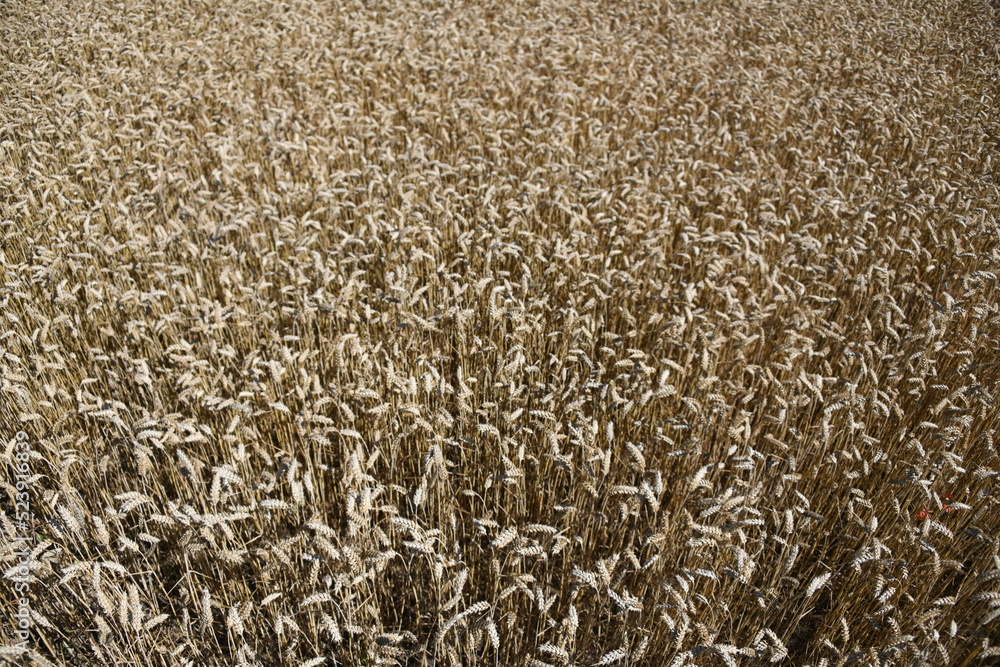 Das Weizengetreide leistet einen wichtigsten Beitrag zur Ernährung der Weltbevölkerung. Weizen ist ein Grundnahrungsmittel. Die weltgrößten Anbaugebiete sind in der Ukraine, Europa. Das Weizengetreide leistet einen wichtigsten Beitrag zur Ernährung der Weltbevölkerung. Weizen ist ein Grundnahrungsmittel. Die weltgrößten Anbaugebiete sind in der Ukraine, Europa.