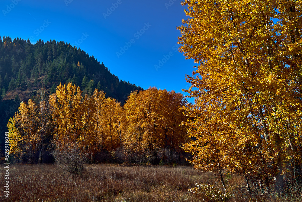 Fall colors on aspen trees in autumn in the Rocky Mountain foothills near Coeur d' Alene, Idaho