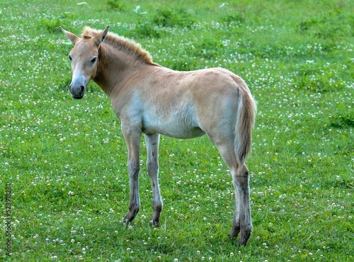Mongolian horse in Lelystad photo