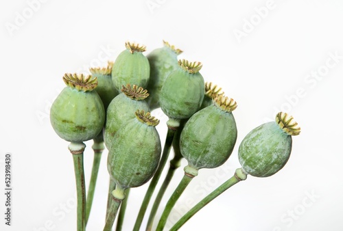 Opium papaver flower buds