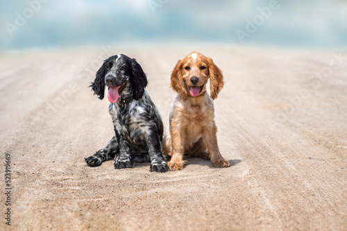 Two adorable spaniel puppies are sitting on a sunny day on white sand against a blue sky. Hunting dogs. photo