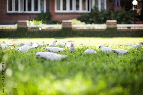 Selective focus of White short-billed corellas eating green grass on a sunny day photo