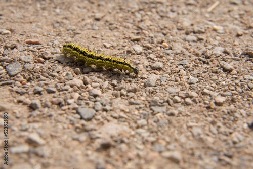 Green caterpillar on a dried-up ground photo