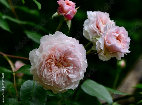 Closeup of pink Albrighton Ramble roses growing in the garden