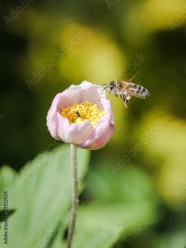 Vertical shot of a bee flying near the Paeonia broteri flower in the daylight photo