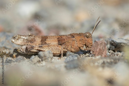 Oedipoda caerulescens resting on a rocky surface, closeup shot photo